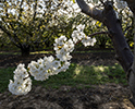 Orchard Blossom 69